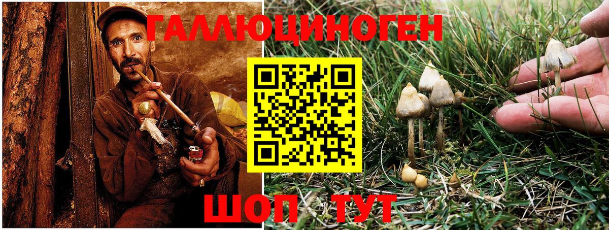 Псилоцибиновые грибы Psilocybe Белорецк
